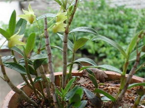 铁皮石斛有什么作用和功效