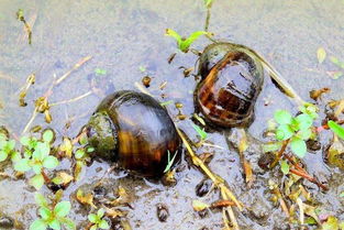 福寿螺和田螺的区别在哪里