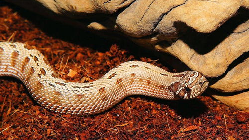 梦见蛇吃人代表什么预兆自己跑掉了