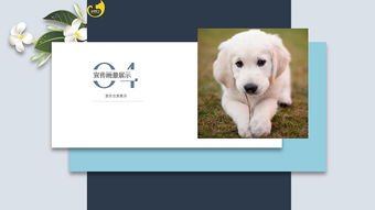 宠物品牌名称怎么取,宠物品牌怎么起名