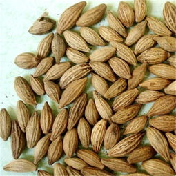 桂花树种子怎么种植