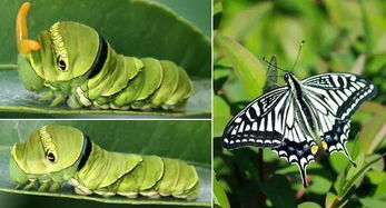 柑橘凤蝶幼虫可以用手抓吗?