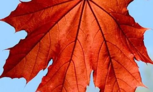 枫叶的特征