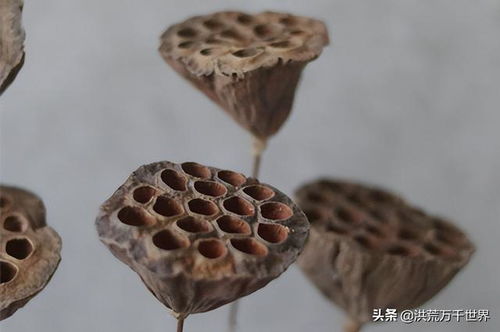 莲蓬的寓意和象征风水