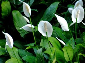 花卉一帆风顺图片大全,一帆风顺花