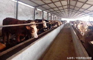 养殖业什么最赚钱农村