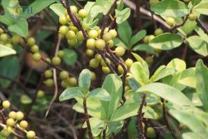 稔子根对肝脏功效作用，山稔子图片