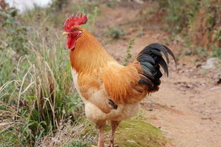 毛鸡价格多少钱