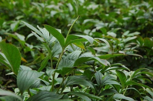 种什么药材比较赚钱