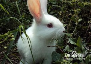 如何养好兔子,兔子的饲养方法