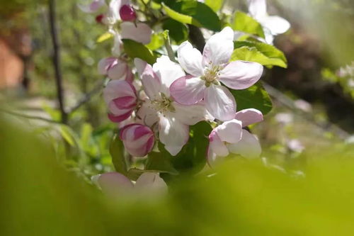 苹果花有什么作用？