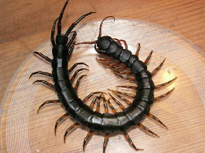 史前“蜈蚣”到底有多恐怖？体长接近3米，几乎没有天