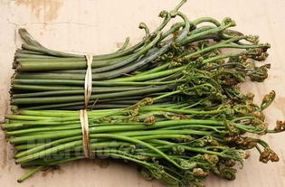 蕨菜长什么样子？图片上来