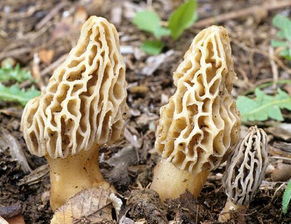 羊肚菌功效和作用吃法，羊肚菌功效与作用是什么