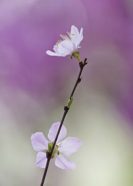 形容桃花盛开的优美句子