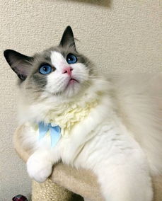 猫九酱衣服不小心爆开了,质量问题呀!12.28 20点场,猫九酱微博