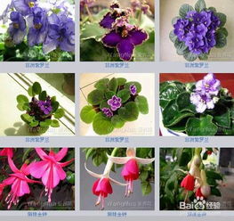 花朵名称(所有)