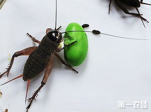 蛐蛐吃什么?到底怎么养？