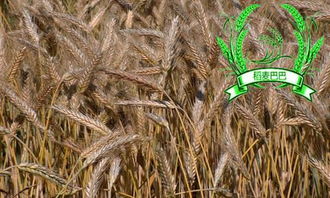 黑小麦和小麦的区别图片