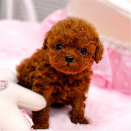 茶杯泰迪好养吗？