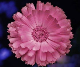 世界上最美的花是什么？