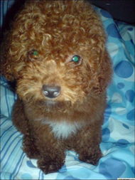 有哪些小型犬体味小，适合在家里饲养？