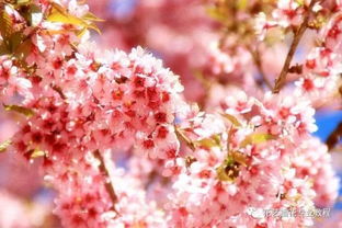 春天的花有哪些 名字