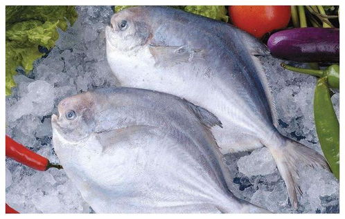 常吃的海鱼有哪些