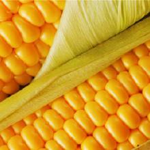 玉米深加工有哪些项目？