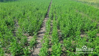 现在种植什么药材最赚钱