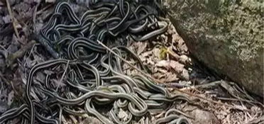 老公做梦媳妇被蛇咬伤