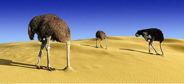 什么叫鸵鸟政策？