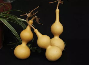 葫芦网入口,葫芦网