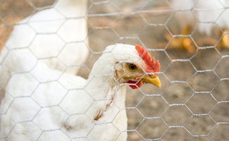 2020年春节后817肉鸡价格会涨吗？