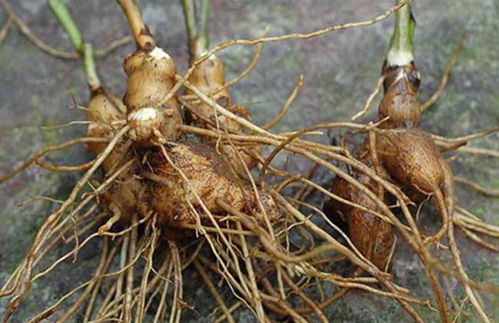 种什么药材最赚钱