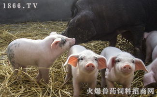 养猪要多少成本？