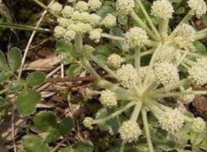 种植哪种药材,简单又赚钱,什么药材好种植价钱又好