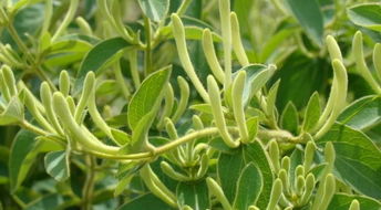 种什么药材赚钱？