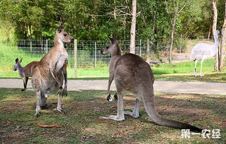 袋鼠的尾巴有什么作用