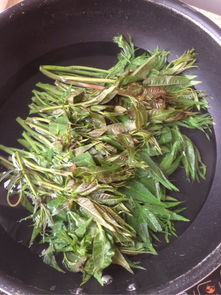 腌香椿的做法大全视频