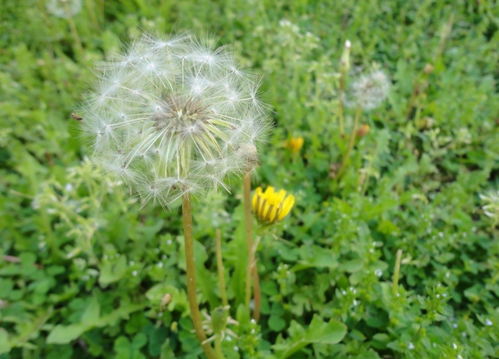 蒲公英的根有什么作用和功效