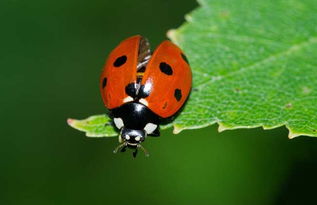 七星瓢虫吃什么东西？