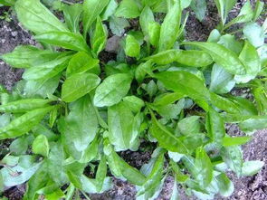 马兰头是什么菜？有没有图片让我看看？