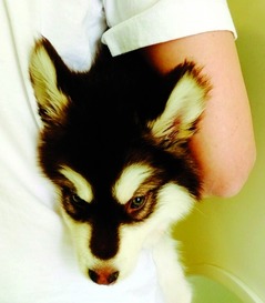 王可可是个碧池 为什么叫这个名字