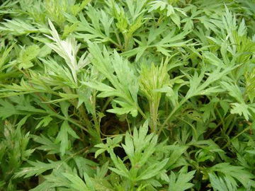 茵陈和艾草的区别图片