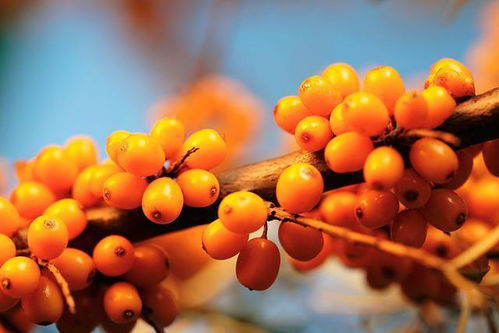 沙棘价格多少钱一盒