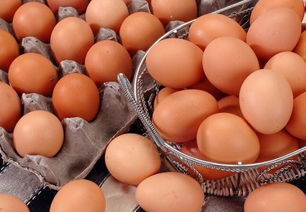 猪猪侠的扮演者是谁