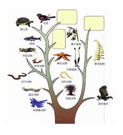 生物是如何进化的？