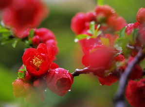 长寿海棠一年开几次花