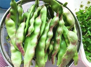 豆角网是一个什么样的网站？